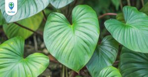 Thiên niên kiện: Vị thuốc quý trị đau xương khớp