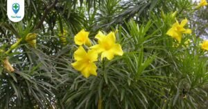 Thông thiên: Từ cây cảnh đến thuốc tim mạch