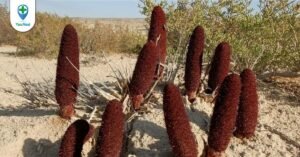 Tích dương: “thần dược” không chỉ của đấng mày râu