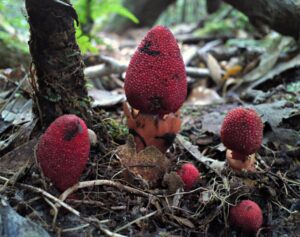 Tỏa dương: Thực hư vị thuốc “Thần dược phái mạnh”