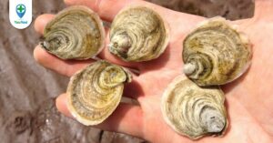 Mẫu lệ: Vị thuốc từ biển, chữa ra mồ hôi và di tinh