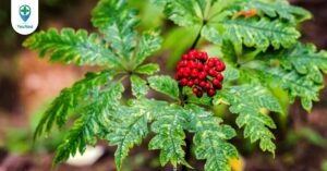 Sâm vũ diệp kháng viêm, ổn định mảng xơ vữa