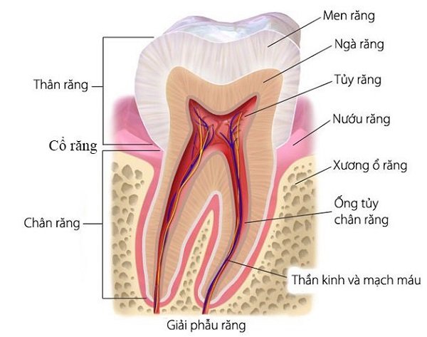 Cấu tạo răng