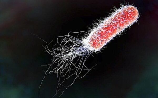 Vi khuẩn Escherichia coli gây ngộ độc thực phẩm