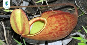 Cây Nắp ấm: Loài cây đặc biệt với nhiều công dụng