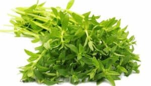 Bất ngờ với tác dụng của Rau ngổ, Ngò ôm