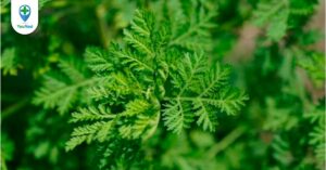 Khám phá công dụng cây Thanh hao hoa vàng