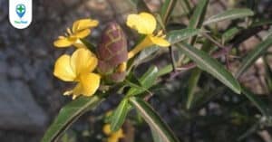 Bí mật công dụng cây kim vàng trị bệnh