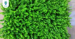 Tai chuột: Vị thuốc có tên gọi độc đáo với công dụng bất ngờ