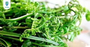 Cây rau dớn: Công dụng chữa bệnh không phải ai cũng biết