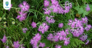 Khám phá công dụng của Cù mạch