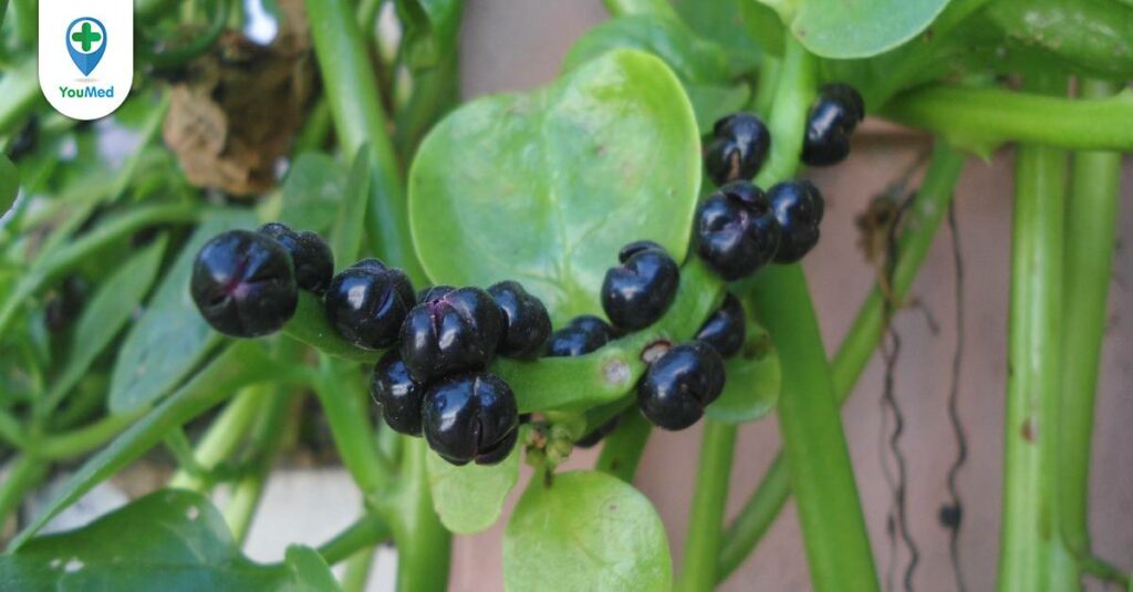 Mồng tơi: Loài rau dân dã đa năng, bổ dưỡng