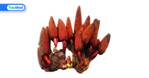 Nấm ngọc cẩu: Có thật là “thần dược” cho phái mạnh?