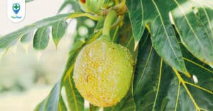 Thực hư tác dụng của quả và lá Sa Kê