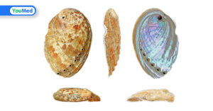 Thạch quyết minh: Vị thuốc quý trị bệnh về mắt