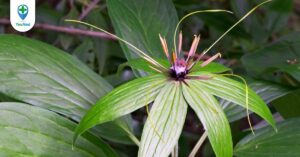 Thất diệp nhất chi hoa: Cây thuốc hiếm cần được bảo tồn phát triển