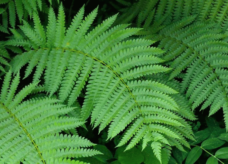 Lá dương xỉ Polypodium leucotomos