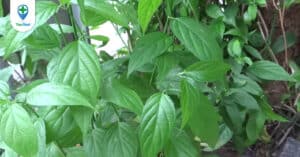 Cây bìm bịp: Vị thuốc có nhiều tác dụng tốt cho sức khỏe