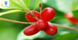 Cây thần kỳ – Dược liệu với khả năng đánh lừa vị giác có một không hai