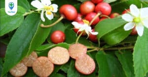 Cây trứng cá: Loài thực vật gắn liền với tuổi thơ