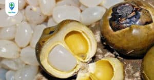 Hạt đác: đặc sản thơm ngon và nhiều dinh dưỡng