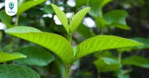 Lá ổi và những bài thuốc có thể bạn chưa biết