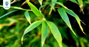 Lá tre: Vị thuốc dân gian thông dụng
