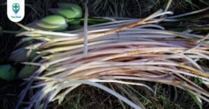 Ngó sen: vị thuốc quý của làng quê Việt Nam