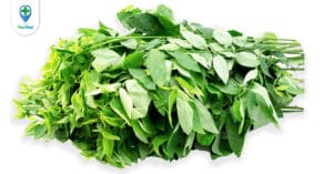 Rau ngót và công dụng đối với sức khỏe cùng những lưu ý khi dùng