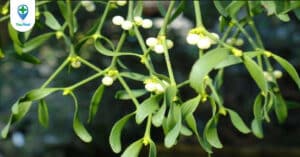 Tầm gửi và những công dụng hữu ích sử dụng trong y học