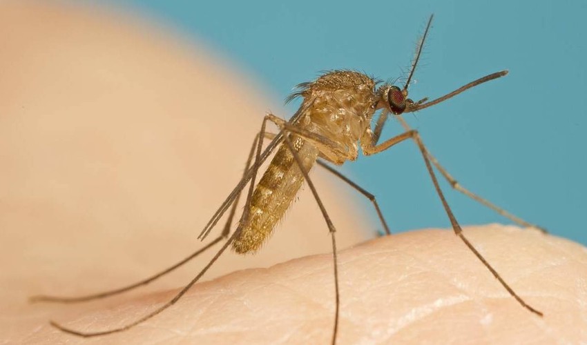 Muỗi Culex nguồn lâu truyền virus viêm não Nhật Bản
