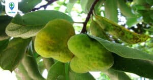 Cây chay: Loài cây kỳ diệu của đất nước ta