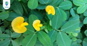 Cây lạc dại: Điều tuyệt vời từ loài thực vật quen thuộc