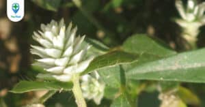 Cây nở ngày đất: Vị thuốc có tác dụng không ngờ