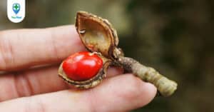 Hạt dổi – Gia vị truyền thống của vùng núi Tây Bắc