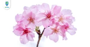 Hoa đào: Mỹ phẩm thiên nhiên hiếm ai biết