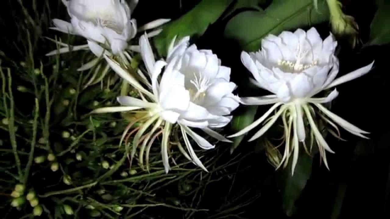 Hoa Quỳnh: Tìm hiểu về bí ẩn loài hoa nở về đêm - YouMed