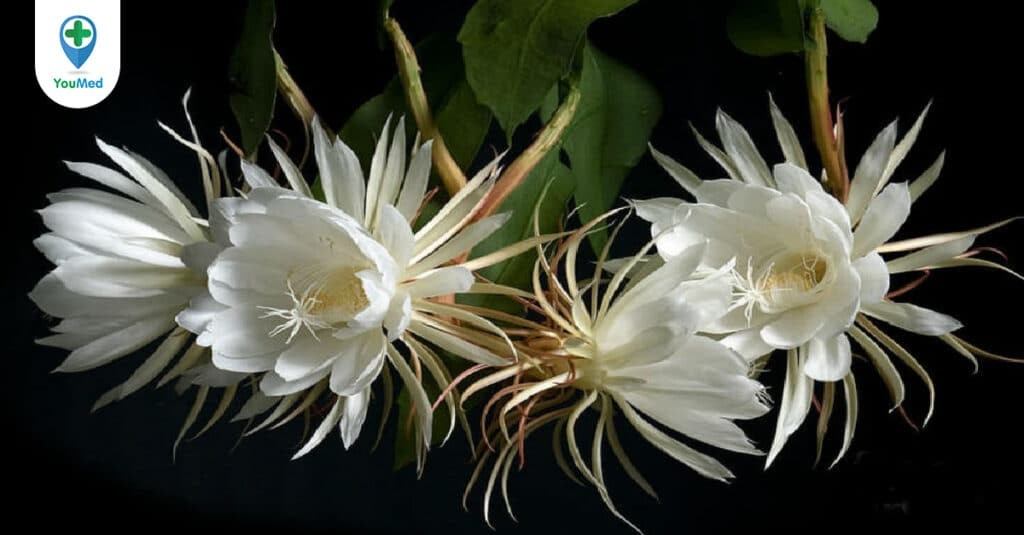 Hoa Quỳnh: Tìm hiểu về bí ẩn loài hoa nở về đêm