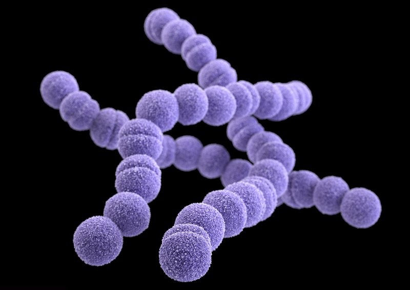 Giải đáp thắc mắc phế cầu khuẩn gây ra bệnh gì