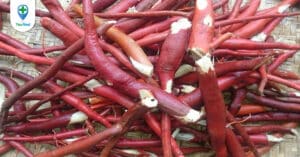 Thực hư công dụng đối với sức khỏe của rễ cau