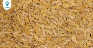 Vỏ trấu và dưỡng chất dồi dào từ loại dược liệu thân thuộc
