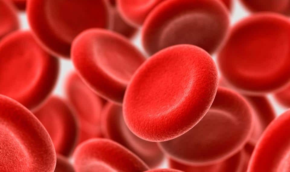 Hemoglobin là protein chính của hồng cầu