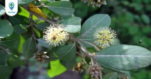 Cà dăm: Điều kỳ diệu từ loài cây quý hiếm