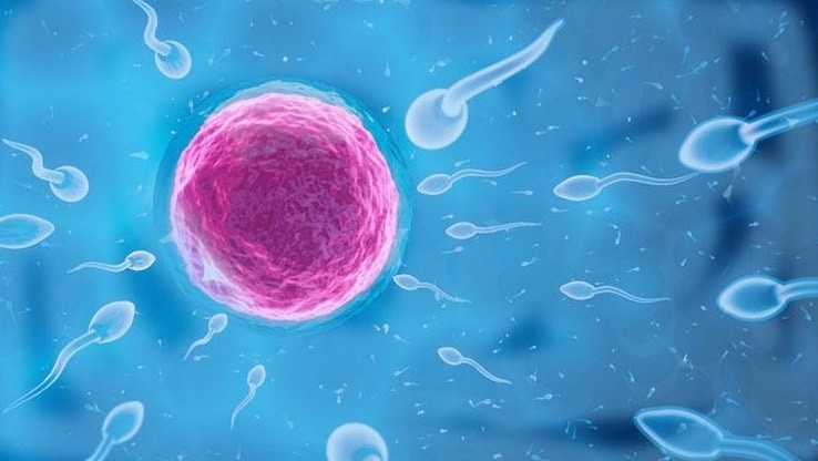 Trong dịch nhờn có thể chứa tinh trùng và xảy ra quá trình thụ tinh khi gặp trứng