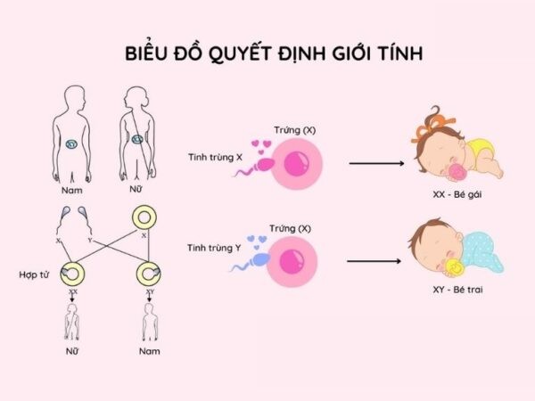 Biểu đồ tinh trùng X, Y của người bố quyết định giới tính của thai nhi