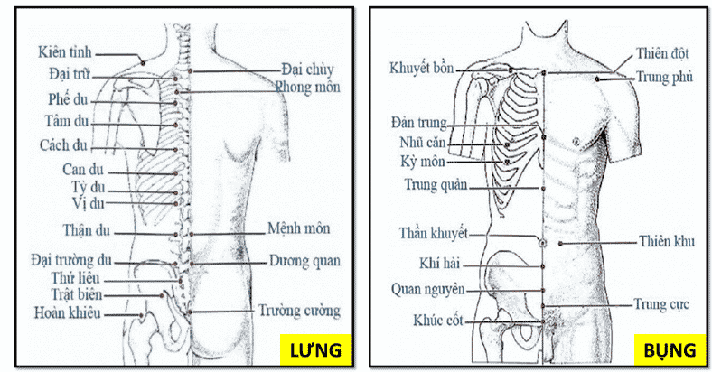 Một số huyệt đạo vùng lưng và bụng thường sử dụng trong bấm huyệt chữa yếu sinh lý