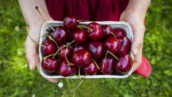 Cherry là một loại quả dinh dưỡng giúp bạn dễ ngủ hơn nhờ có melatonin