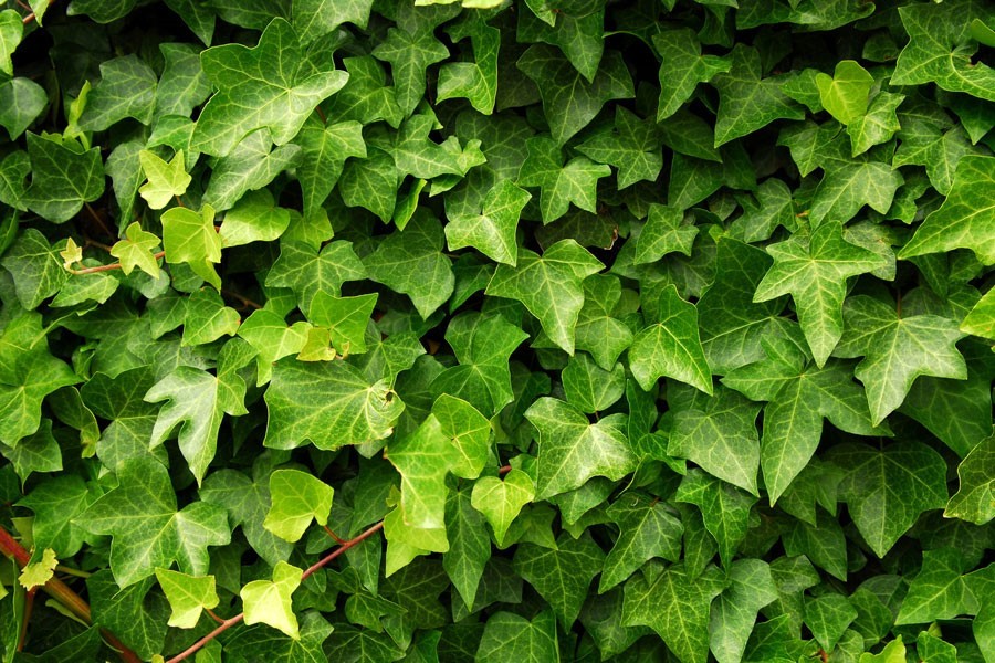 Chiết xuất lá thông thường xuân là bộ phận chủ yếu của siro ho Eugica Ivy
