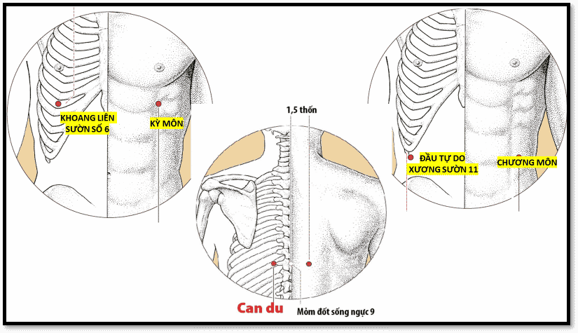 Bấm huyệt chữa đau thần kinh liên sườn: Phương pháp tự nhiên giảm đau hiệu quả