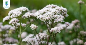 Nữ lang: Loài cây thuốc quý đến từ thời cổ đại